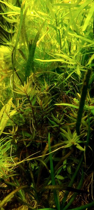 Rotala rotundifolia Laos