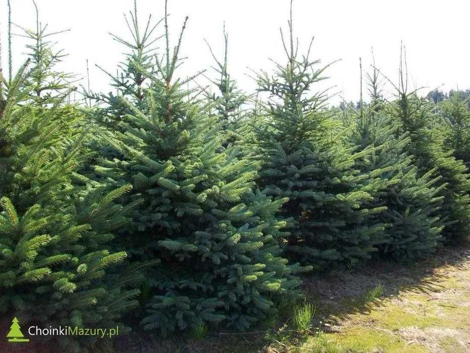 Choinki Cięte Świerk Srebrny 170-200cm Plantacja