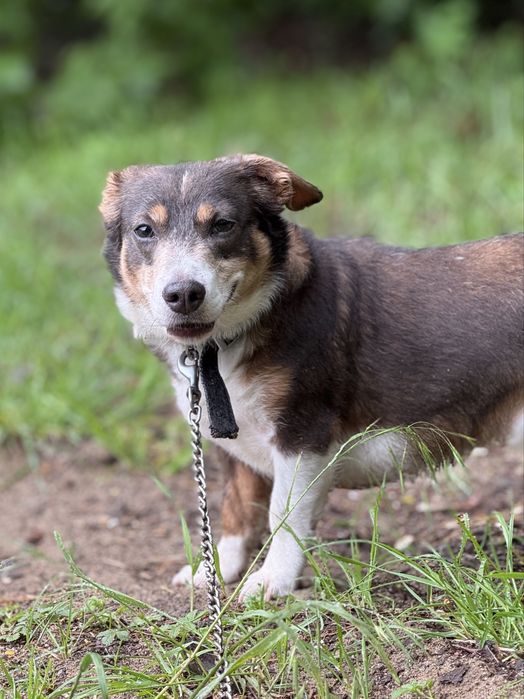 Majk mały lękliwy piesek do adopcji