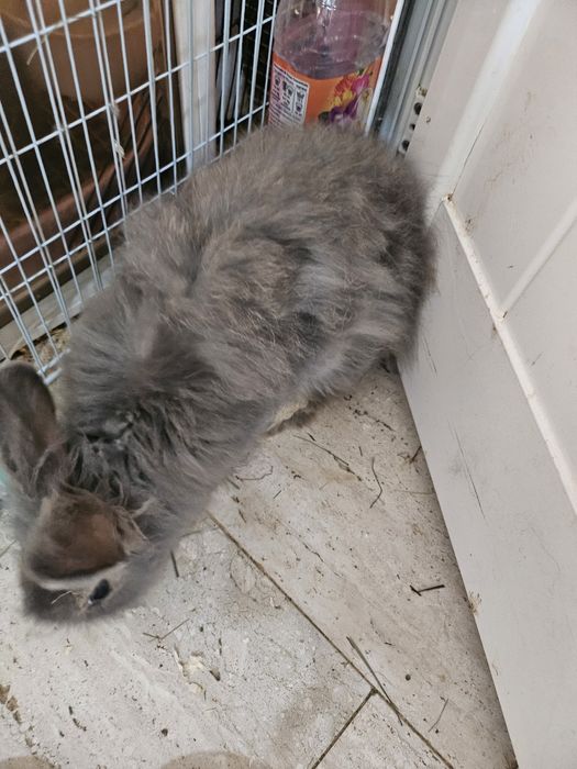 Coelha cabeça de leão