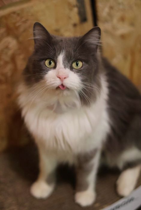 2 годика, котик сердцеед, кот Пинокио