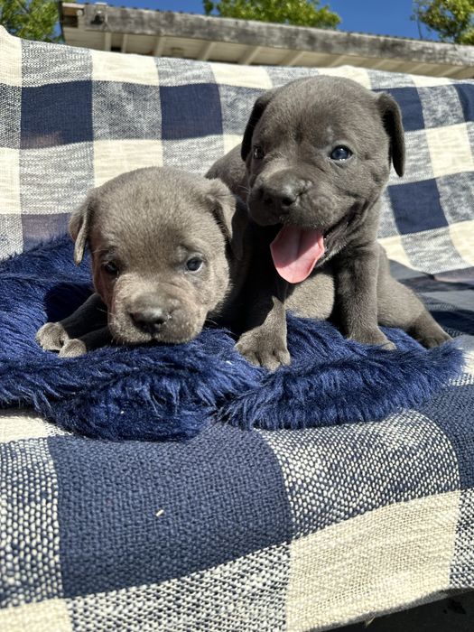 Голубий хлопчик Cane Corso, вік 1 місяць, ім’я Марвел