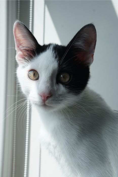 Котика в хороші руки