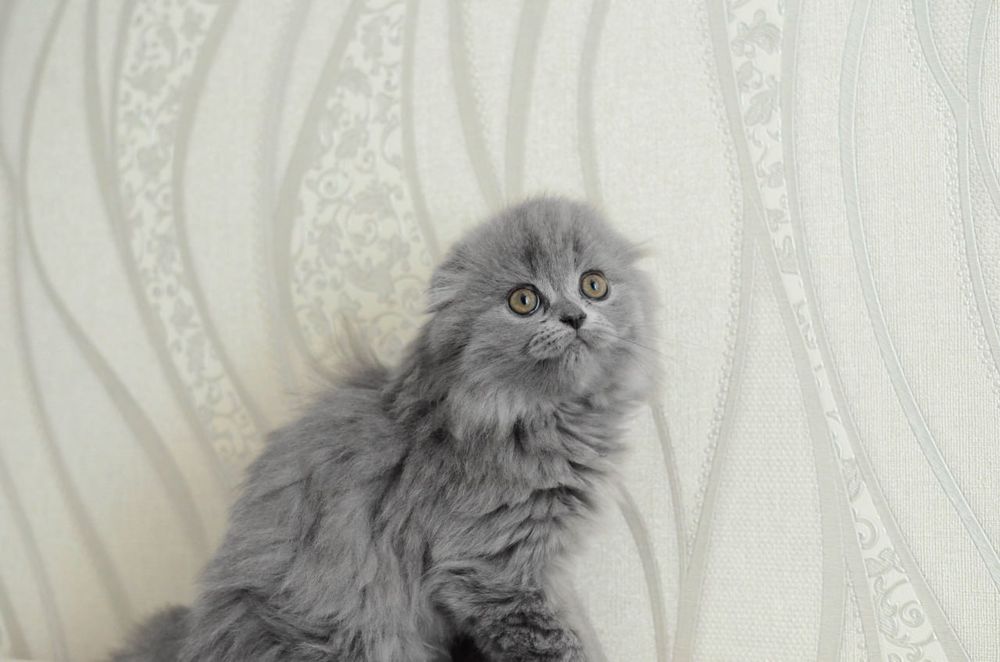 шотландська висловушка