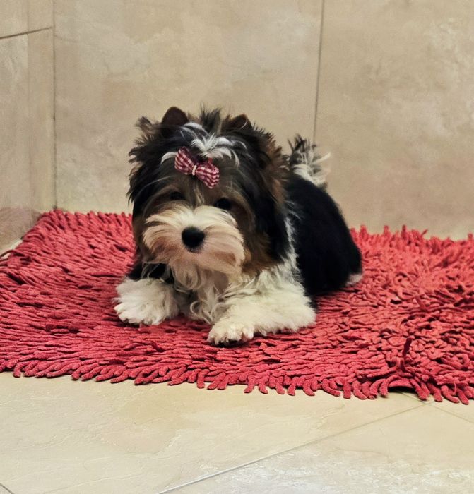 Malutki piesek BIEWER Yorkshire Terrier  Do odbioru Yorki