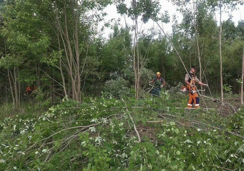 Расчистка участков, Покос травы, Спил деревьев , Уборка участка