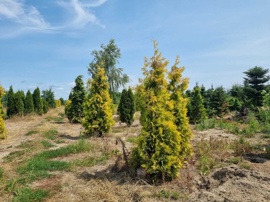 Tuja aureospicata 220cm-100zł 240cm-110zł !!Promocja!!