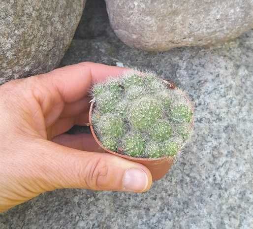 kentia palme kaufen bauhaus Kentiapalme kaufen | Howea forsteriana main image 1