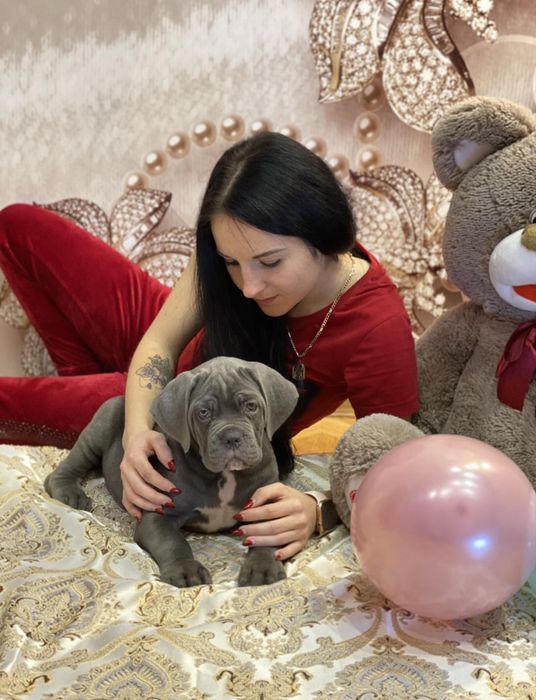 Щеночки від розплідника-Cane corso