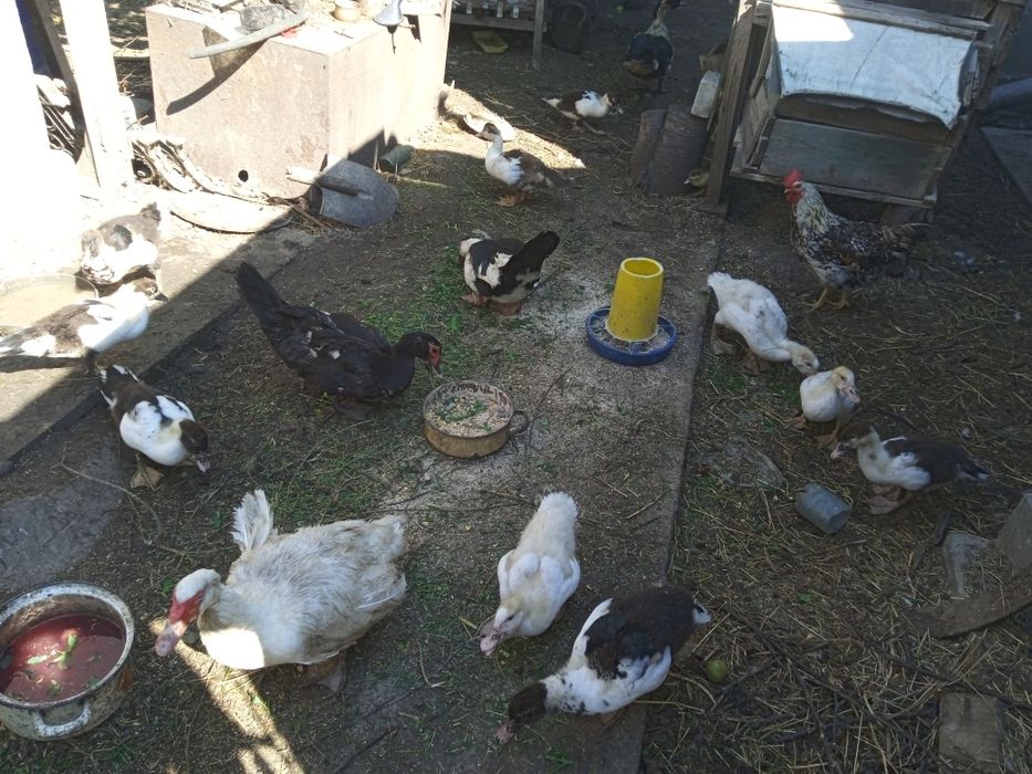 Качки шипуни німецької лінії