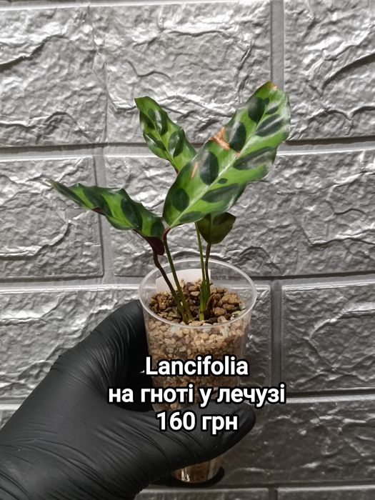 Калатеи "Bella Carlina", Lancifolia, Orbifolia, Network, Fasciata