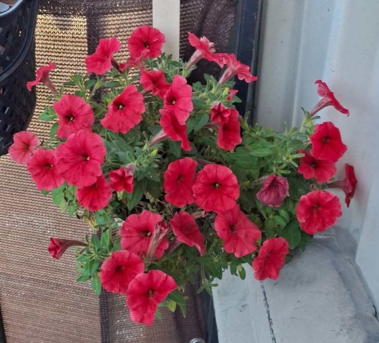 Surfinia Petunia supertunia tanie sadzonki w doniczce na balkon taras