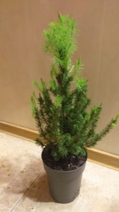 Ель Коника канадская.