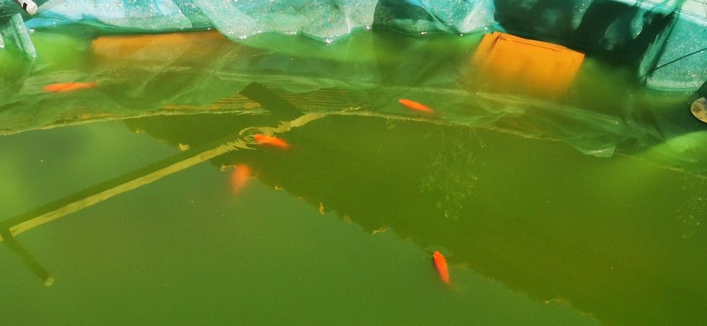 Peixes variados  de água fria