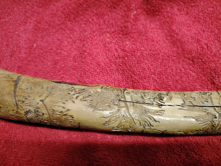 Pau de oliveira trabalhado por bicho e  natureza