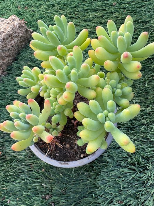 Suculentas Sedum Pachyphyllum Jelly Beans e Graptosedum Francesco Baldi preço 1€
