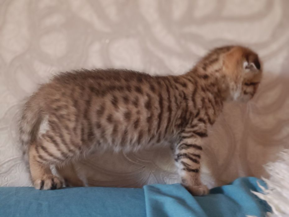 Котята "шотландская" фолд и страйт