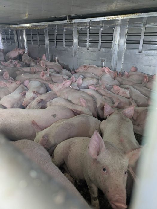 Prosieta mięsne landras