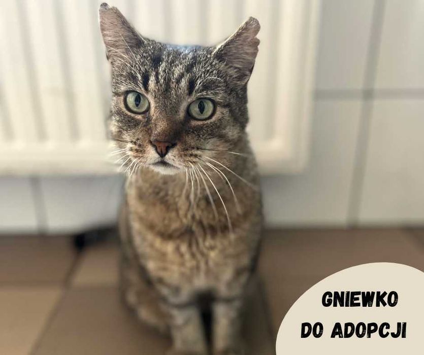 Gniewko - przyjazny kocur szuka domu