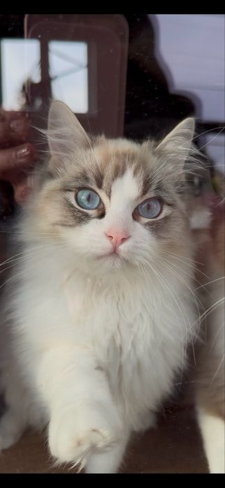 Piękny kotek rasy ragdoll