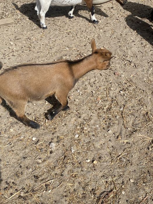 Cabras anas femeas