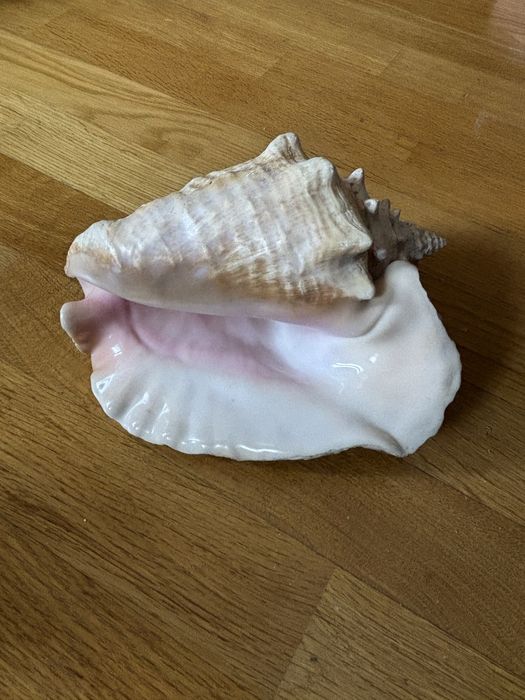 Ракушка карибского моря.