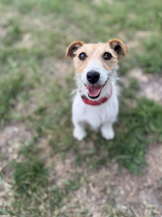 Frania w typie jrt szuka domu