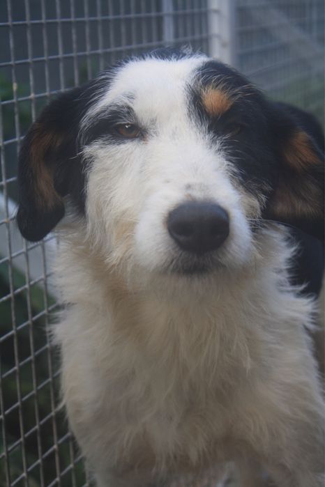 Dogos macho jovem de porte grande