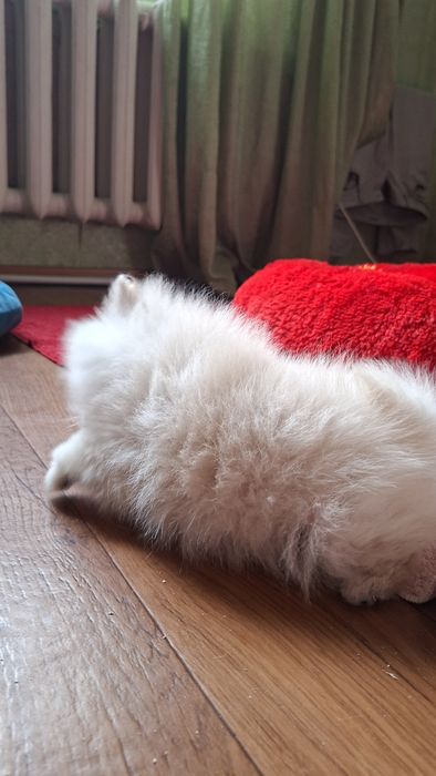 Шпиц  5мес микро девочка Одесса