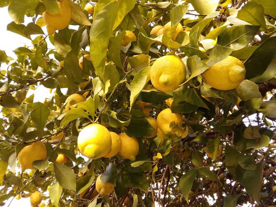 Limões 100% Biológicos