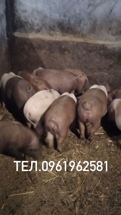 Поросята порода червона-білопояса