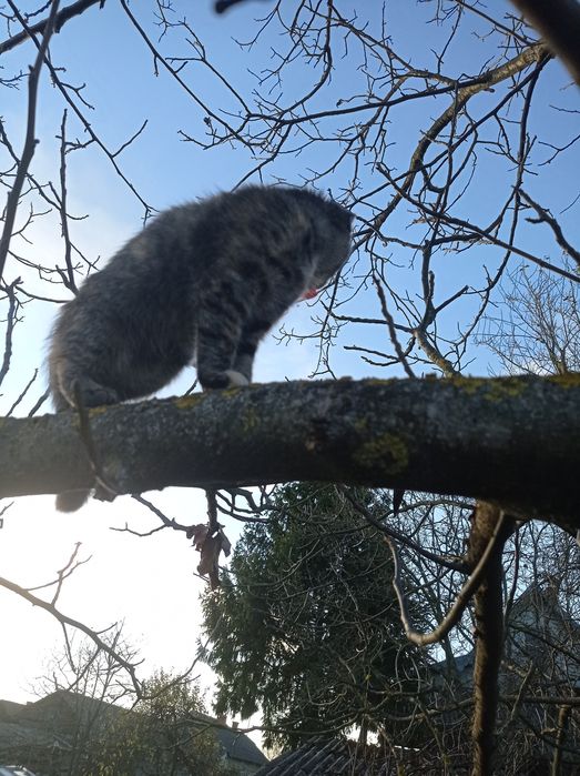 котеня в добрі руки