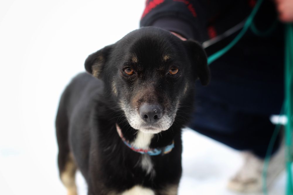 Jackson- pies do adopcji