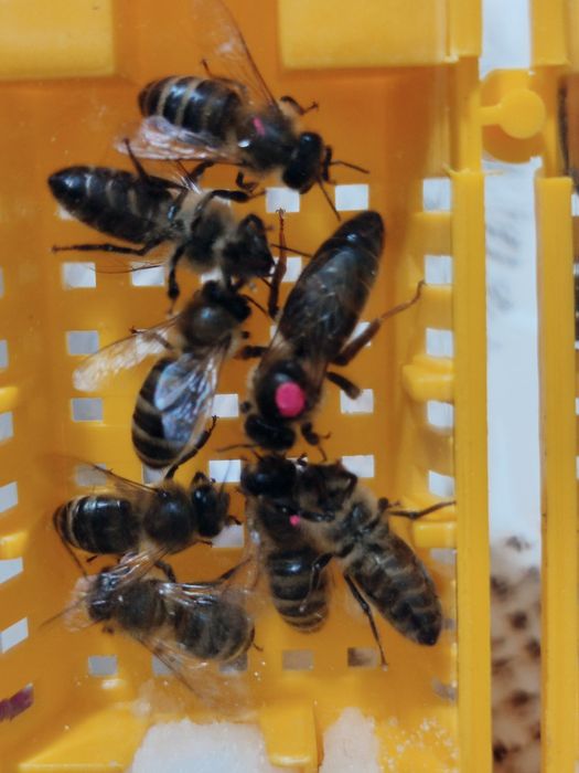 Продам бджоломатки породи Карпатка