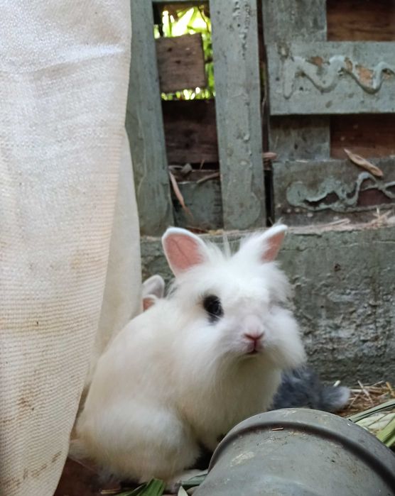 Coelhos Anões disponíveis