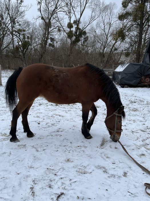 Продам кобилу 12 років