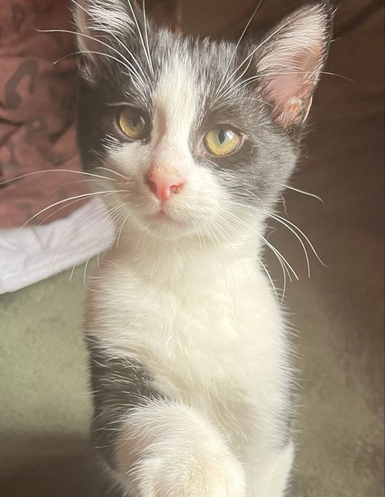 Шукаю дім котику