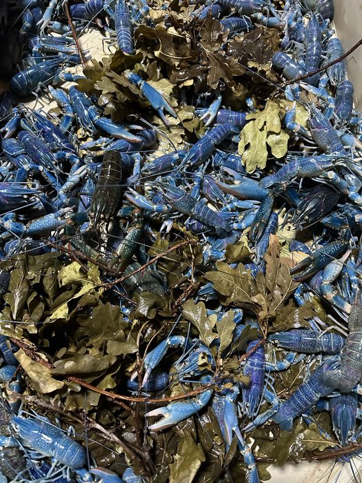 Мальок австралійского рака АККР АЧКР розмір від 2 см, к- ть необмежена