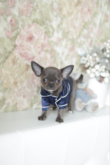 Chihuahua FCI chłopak