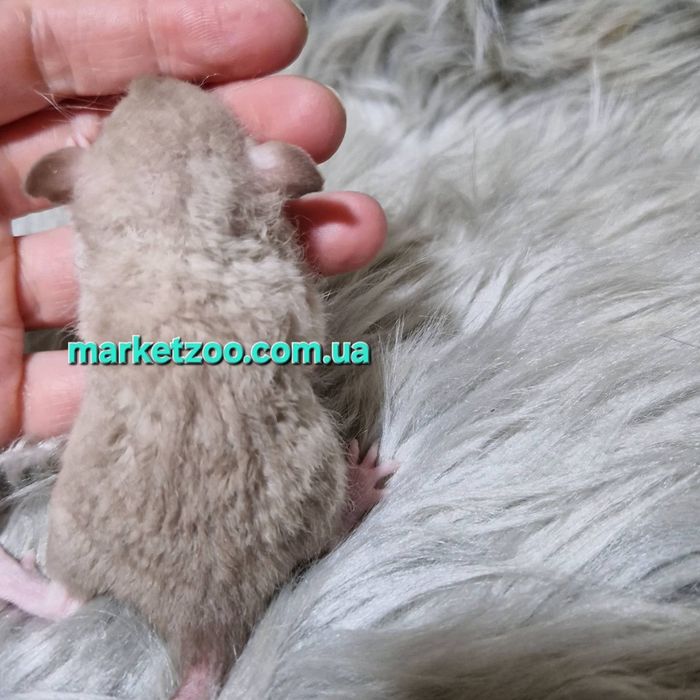 Щурики Дамбо та Дамбо рекс, крысы, крыса, крысята,
