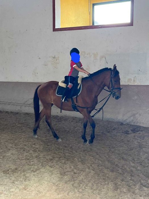 Vende-se egua lusitana, Merry, idade 8 anos.