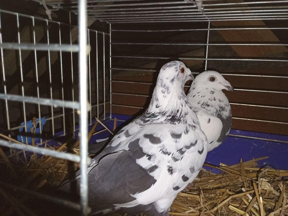 Gołębie pocztowe tygrysy