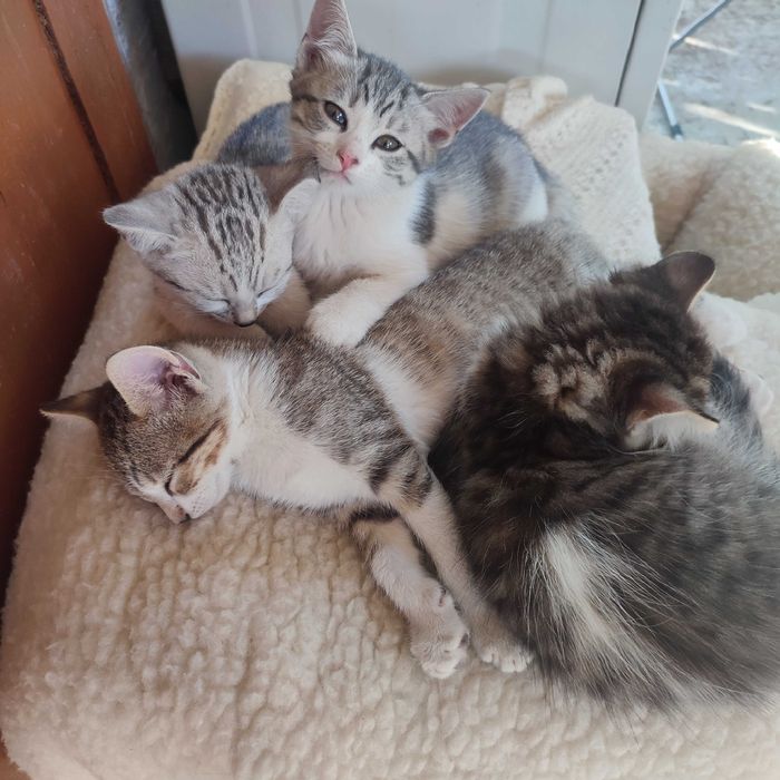 Віддам в добрі руки кошенят