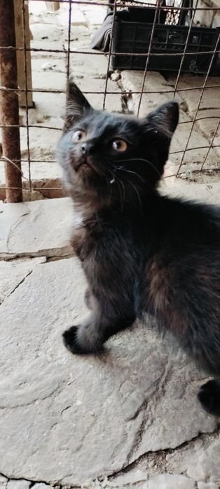 Віддам кошенят в добрі руки