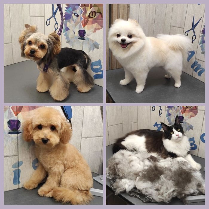 Груминг Грумінг стрижка собак, стрижка котов, кошек, вычесывание