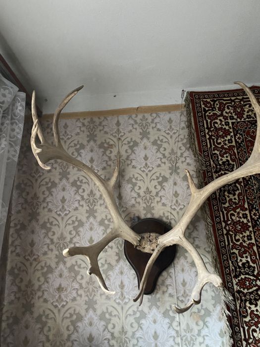 Рога сибирского оленя
