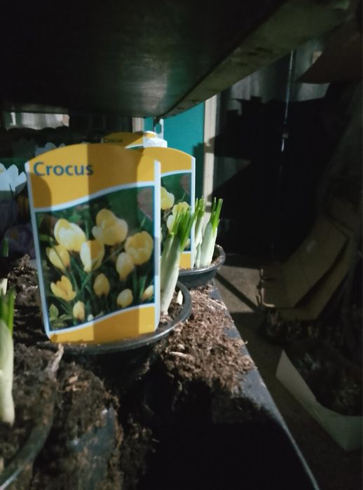 Скімія.Хризантема.Мускарі.Крокуси.Гіпеаструм.