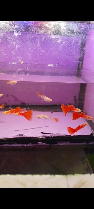 Gupik full red albino