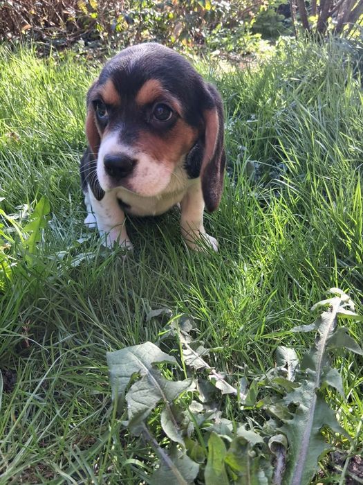 Beagle suczka szczeniak