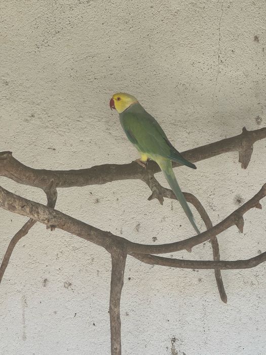 Ring Neck CC para cedencia